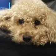 光月愛