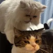 メビウスハチの画像
