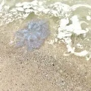 rsの画像