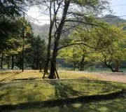 Deep Forestの画像