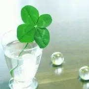 happy-clover