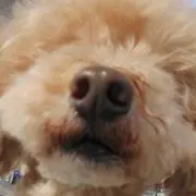 そらまめめの画像