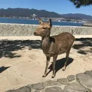 引越しのため、衣類多数出品中！