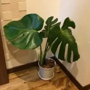 もぐちゃんの画像
