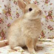 しおん