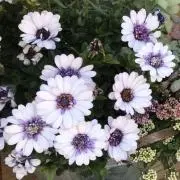 7/29〜発送停止　cocoの画像
