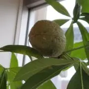 ナミ