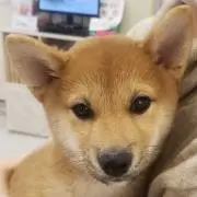 たっちの画像