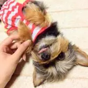 bubu