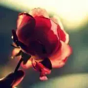 モモヾ