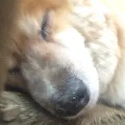 コタロウ