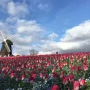 もゆ505の画像