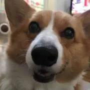 いなっしぃ