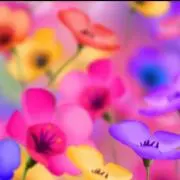 りゅりゅの画像