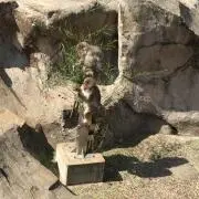 タッツー