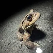 宮森似星