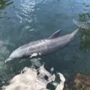 kikiの画像