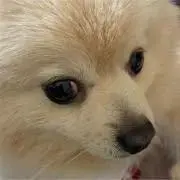 よっちの画像