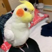 くまクマ