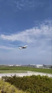 もかさくらの画像