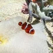 たんぽぽの画像