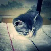 たぁたん