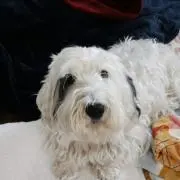 woody