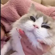 しの画像