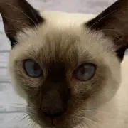 ふーちゃん