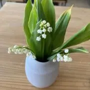 ayaの画像