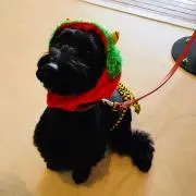 あおいの画像