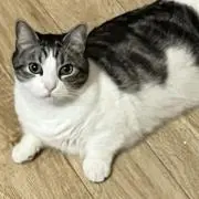 ランプープの画像