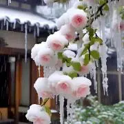 美桜・ミオの画像