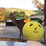 ひめの画像