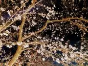 はるの画像