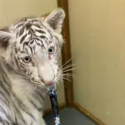 さくらんぼ