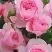 ♡ピンクマミー♡の画像