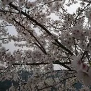ゆーやんの画像