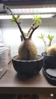 PSYCHOの画像