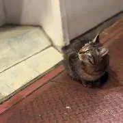 ViViの画像