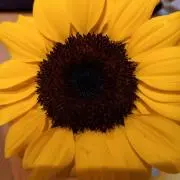 メルシーの画像