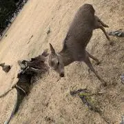 はーりー☆の画像