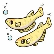 メダカの画像