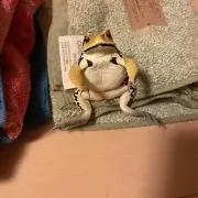 りょの画像