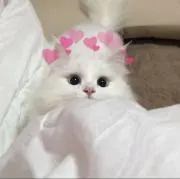 おさつの画像