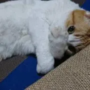 mocho