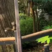 らりるれろの画像