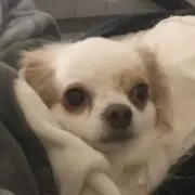 sの画像