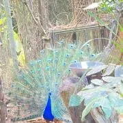 カナカナの画像