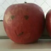 まめまなの画像